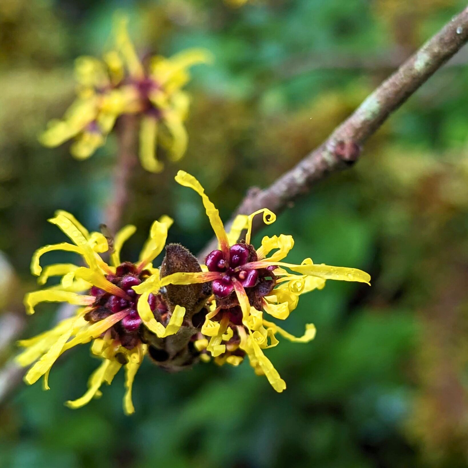 use Witch Hazel