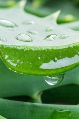 Aloe Vera for Repairing Damaged Hair